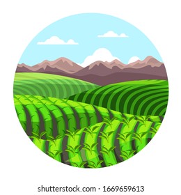 Green tea plantation hills in mountains landscape. Cartoon cascade valley in circle frame. Farm agriculture. Cultivation scene. Meadow with mount scenery. Rural countryside Vector illustration