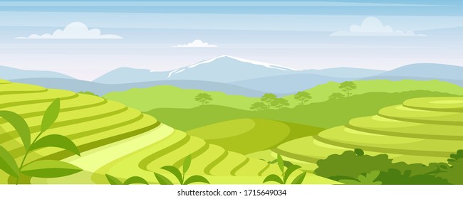 Ilustración vectorial de la plantación de té verde. Caricatura de campos rurales rurales, plantaciones de té de granjeros en terrazas, colinas con vegetación y montaña en el horizonte. Antecedentes agrícolas asiáticos