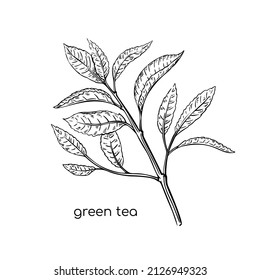 Green tea sketch plant in hand drawn style on white background. Line illustration. Vector isolated drawing. Fresh plant.