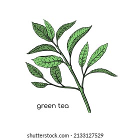 Green tea sketch plant in hand drawn style on white background. Line illustration. Vector isolated drawing. Fresh plant.