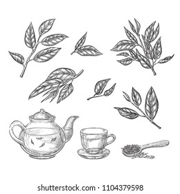 Green tea sketch vector illustration. Leaves, teapot and cup hand drawn isolated design elements.