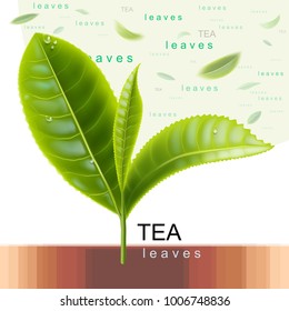 Green tea. Sprig of tea. Flying green tea leaves. Vector illustration. 