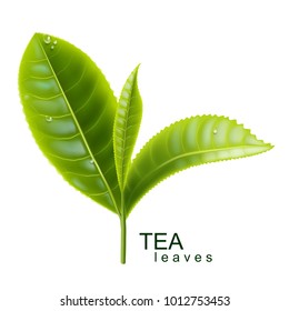 Green tea. Sprig of tea. Vector illustration.