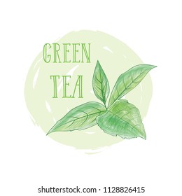 Green tea tree branch herb label with lettering GREEN TEA. Tea leaves card background for hot beverage menu design