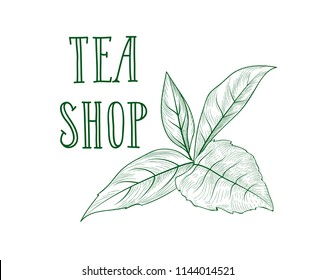 Green tea tree branch herb label with lettering TEA SHOP. Tea leaves card background for hot beverage menu design