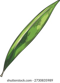 Folha de árvore de chá verde, Melaleuca, aquarela desenhada à mão, estilo vintage gravado. Flora, botânica. Para rótulos de óleo essencial, cosméticos e medicamentos. Ilustração vetorial. Plano de fundo isolado.