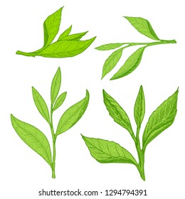 Green tea tree leaves set. Tea leaf isolated on white background.