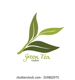 green tea vector