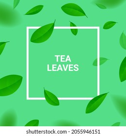 Green tea vector background mint eco frame illustration. Organic green tea flying leaf fresh concept