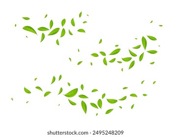 Green tea vector background mint eco illustration. Organic green tea flying leaf fresh concept