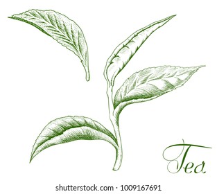Green tea vector hand drawn illustration. Branch of tea plant and leaf isolated on white. It can be used for cafe menu.