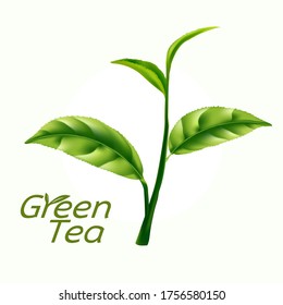 Green Tea vector on background