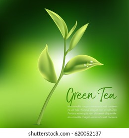 Green tea,Green tea leaf. Vector illustration