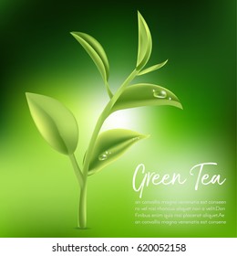 Green tea,Green tea leaf. Vector illustration