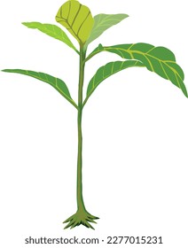 green teak tree logo image