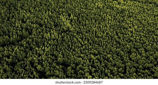 Textura verde con vista Aéreas Bosque verde en el mar