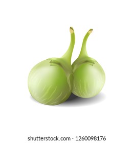 Green thai eggplant vector.