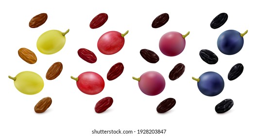 Green Thompson seedless, pink, purple and blue grape berries with raisins in different colors hang in the air isolated on white background. Realistic vector illustration.