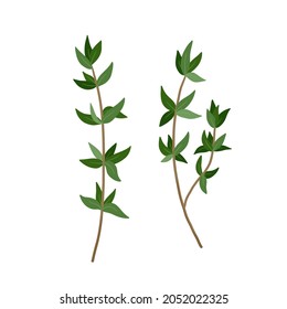 Green Thyme branch with leaves spice. Vector illustration isolated on white. Thyme herb for design element in culinary, package decoration, sticker, label