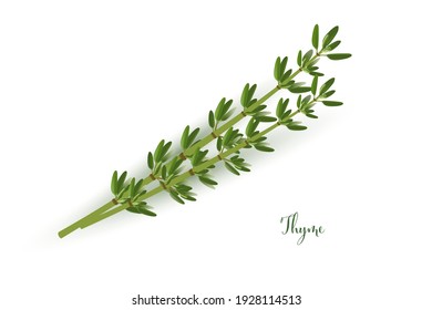 Green thyme branches. Herb plants for cooking and flavor vector illustration. Botanical organic elements on white background. Realistic herbal spice ingredient.