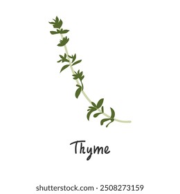 Green thyme branches. Herb plants for cooking and flavor vector illustration. Botanical organic elements on white background. Flat style herbal spice ingredient.