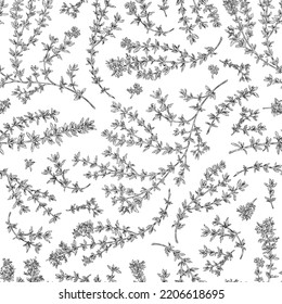 Green thyme herb botanical seamless pattern design, hand drawn sketch vector illustration on white background. Repeatable decorative texture with thyme twigs.