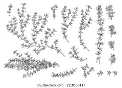 Green thyme organic cooking plant elements set, hand drawn sketch vector illustration isolated on white background. Botanical images of thyme plant collection.