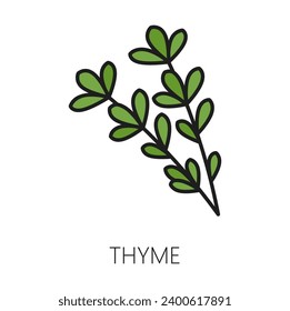 Green thyme spice herb natural food seasoning outline icon. Vector thyme twig, vegetarian food with leaves. Oregano natural garnish, herbal plant