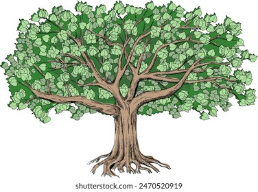 Green tilia with a large green crown. Big vector illustration  can be used like element of design and background. 