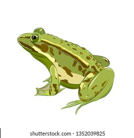 green toad with warts