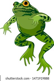 green toad with warts vector