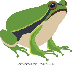 Green toad. Wild nature animal. Frog sitting