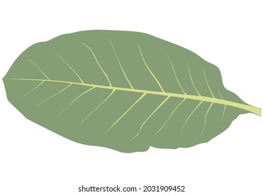 green tobacco leaf vector illustration