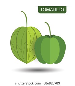 Green tomatillo, fruit vector illustration