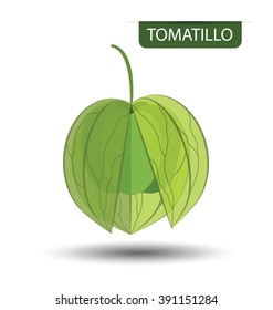 Green tomatillo, fruit vector illustration