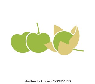 Green tomatillo fruits. Flat vector illustration isolated on white.