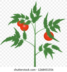 green tomato Bush with fruit. Vector image