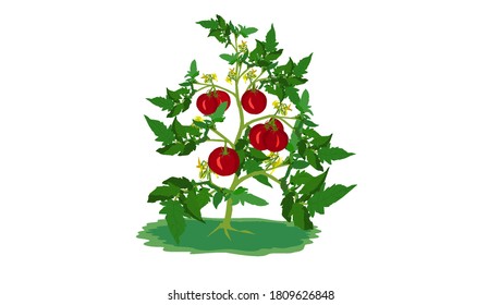 Green tomato plant are isolated with red tomatoes - illustration