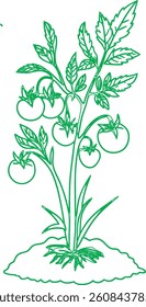 Green tomato plant on white background