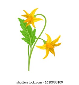 Green Tomato Plant with Yellow Flowers, Tomato Bush Vector Illustration