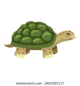 green tortoise animal amphibian isolated