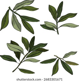 Green tree branch isolated set. Vector graphic line ink colored illustration. Banner, poster, wrapping paper, sticker, print, modern textile design. For logo, web, package, sticker.
