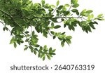 Green tree branch isolated with tropical leaves foreground, lush foliage corner composition, vibrant nature backdrop, fresh tropic plant leaves, green tropical plant close up