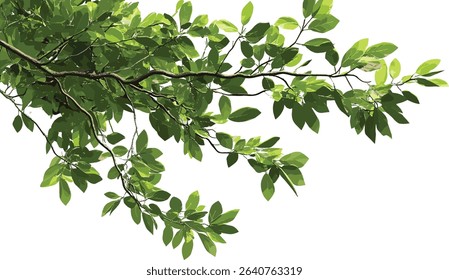 Green tree branch isolated with tropical leaves foreground, lush foliage corner composition, vibrant nature backdrop, fresh tropic plant leaves, green tropical plant close up