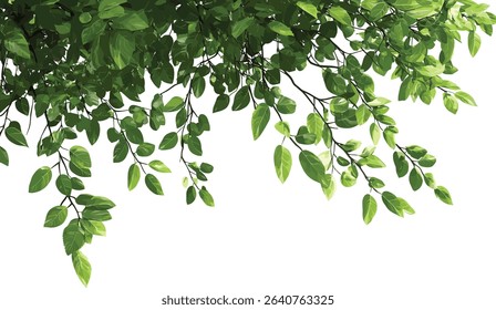 Green tree branch leaves isolated composition, tropical leaves foreground, natural green foliage, tropic forest leaves, fresh tree branches, botanical nature backdrop, lush green leaves