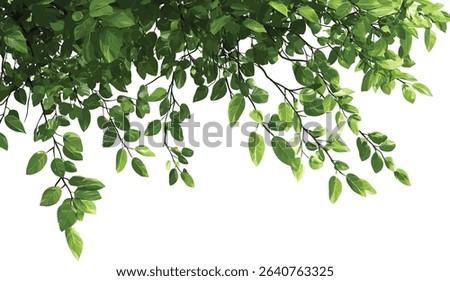 Green tree branch leaves isolated composition, tropical leaves foreground, natural green foliage, tropic forest leaves, fresh tree branches, botanical nature backdrop, lush green leaves