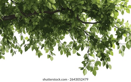 Green tree branches, lots of leaves, cutout backgrounds, nature tree silhouette, tree foliage, natural tree leaves, branch design, eco friendly