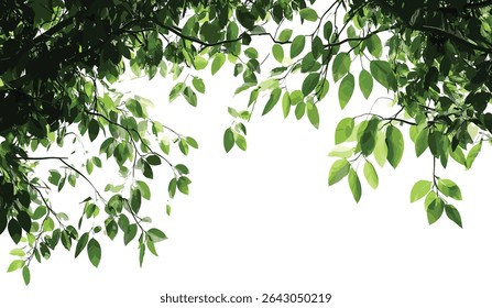 Green tree branches, wild forest leaves, green foliage, tree branch elements, wild nature backdrop, lush tree leaves, outdoor forest background, natural greenery, fresh green leaves