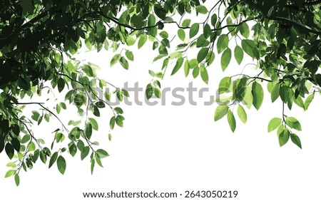 Green tree branches, wild forest leaves, green foliage, tree branch elements, wild nature backdrop, lush tree leaves, outdoor forest background, natural greenery, fresh green leaves