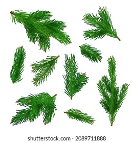 Green tree branches. Xmas traditional plant with needles decent vector botanical winter illustrations of branches